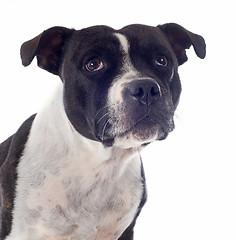 Image showing staffordshire bull terrier