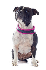 Image showing staffordshire bull terrier