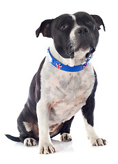 Image showing staffordshire bull terrier