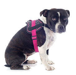 Image showing staffordshire bull terrier