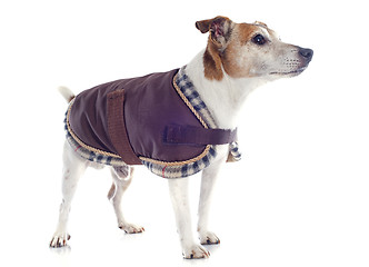 Image showing jack russel terrier with coat