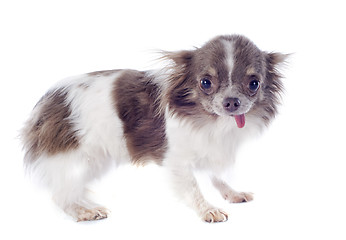 Image showing puppy chihuahua