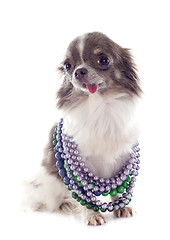 Image showing puppy chihuahua and collars