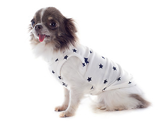 Image showing puppy chihuahua with tshirt