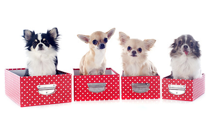 Image showing four chihuahuas