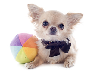 Image showing puppy chihuahua