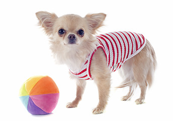 Image showing puppy chihuahua and ball