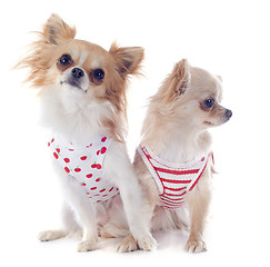 Image showing puppies chihuahua