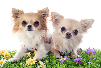 Image showing puppies chihuahua