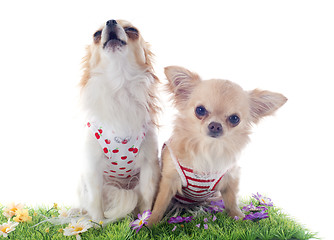 Image showing chihuahuas in grass