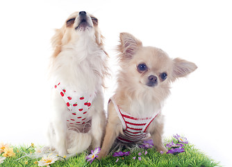 Image showing chihuahuas in grass