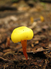 Image showing Sunny yellow mushroom
