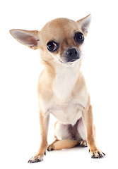 Image showing puppy chihuahua