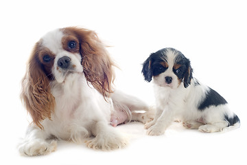 Image showing cavalier king charles