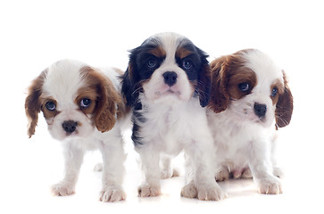 Image showing puppies cavalier king charles