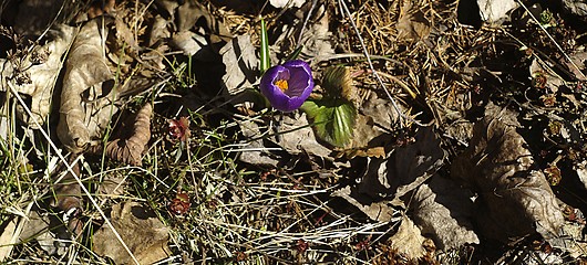 Image showing Purple flower