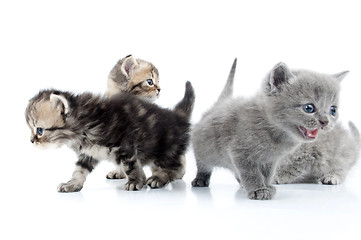 Image showing four kittens walking together