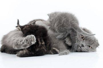 Image showing family portrait of Scottish fold cats