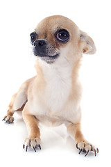 Image showing short hair chihuahua