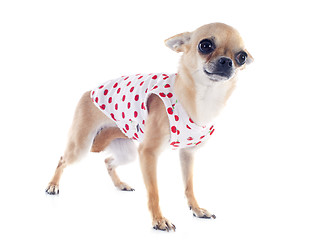 Image showing puppy chihuahua dressed