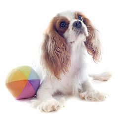 Image showing cavalier king charles and ball