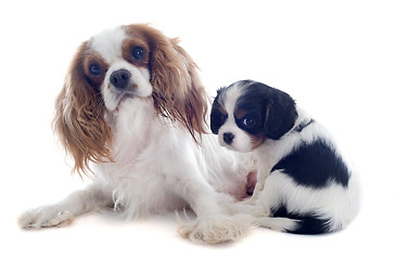 Image showing cavalier king charles