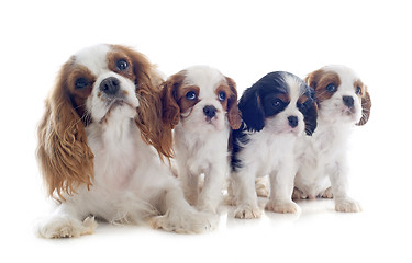 Image showing family cavalier king charles