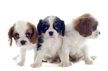 Image showing cavalier king charles