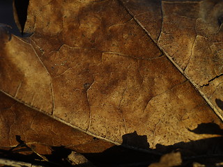 Image showing leaf background
