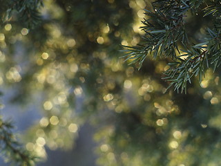 Image showing bokeh