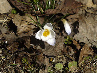 Image showing white flower