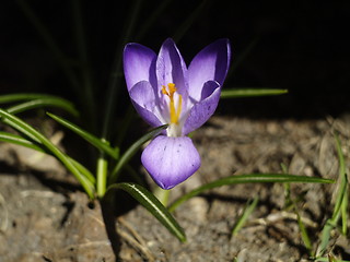 Image showing flower