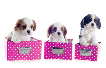 Image showing cavalier king charles in box