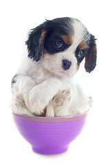 Image showing puppy cavalier king charles