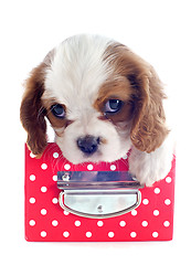 Image showing puppy cavalier king charles