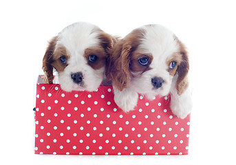 Image showing puppies cavalier king charles