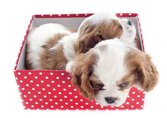 Image showing puppies cavalier king charles