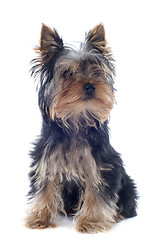 Image showing puppy yorkshire terrier