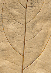 Image showing autumnal leaf macro-surface