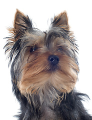 Image showing puppy yorkshire terrier