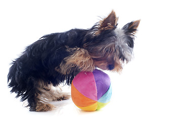 Image showing puppy yorkshire terrier