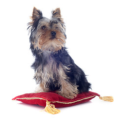 Image showing puppy yorkshire terrier