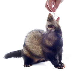 Image showing feeding ferret