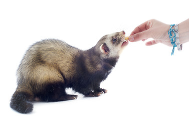Image showing feeding ferret