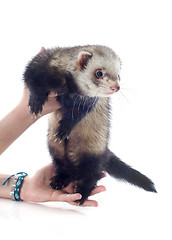 Image showing ferret in hand