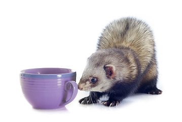 Image showing ferret