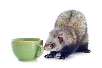 Image showing ferret