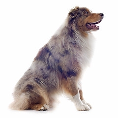 Image showing australian shepherd