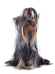 Image showing yorkshire terrier