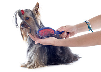 Image showing grooming yorkshire terrier